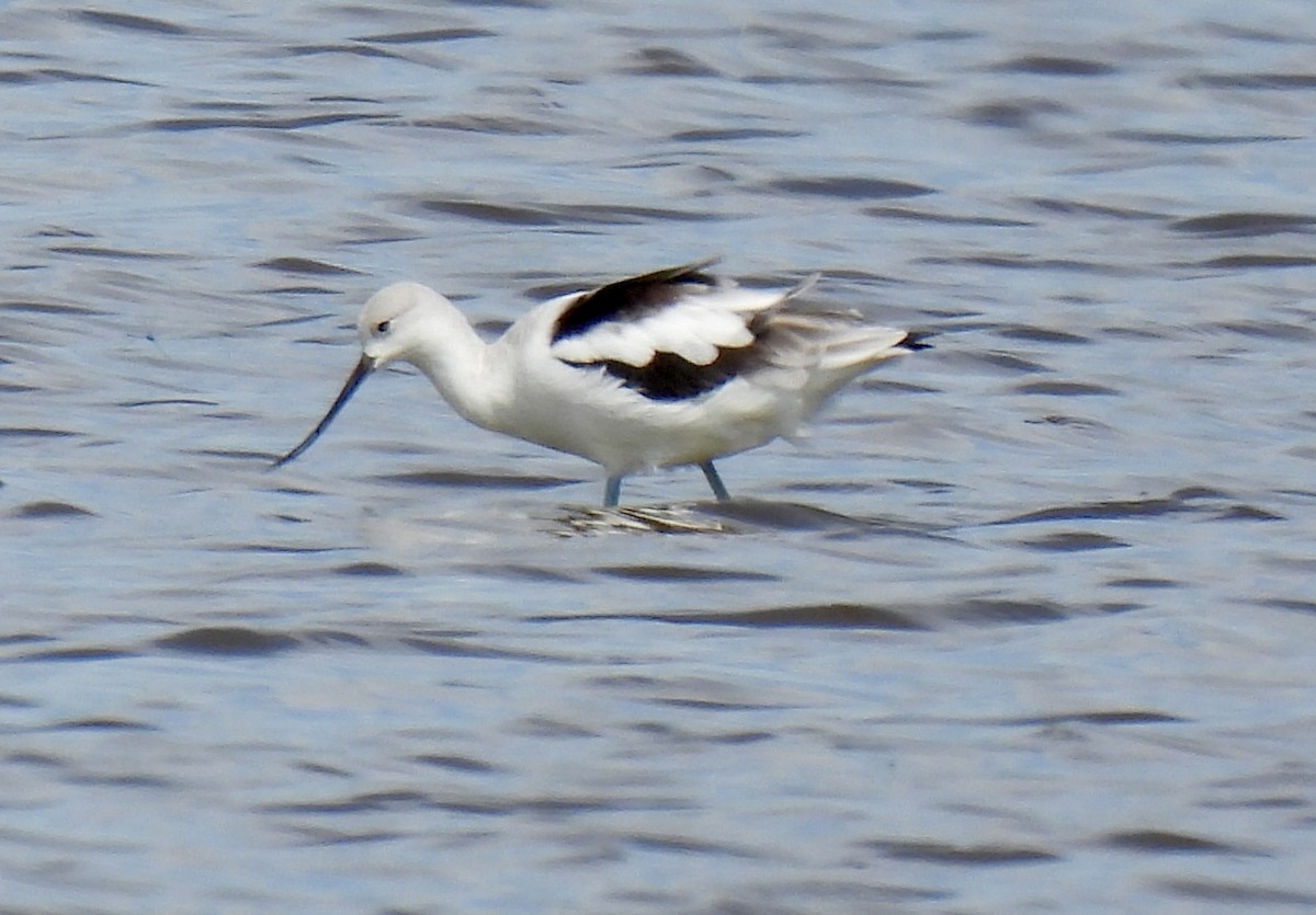American Avocet - ML642323827