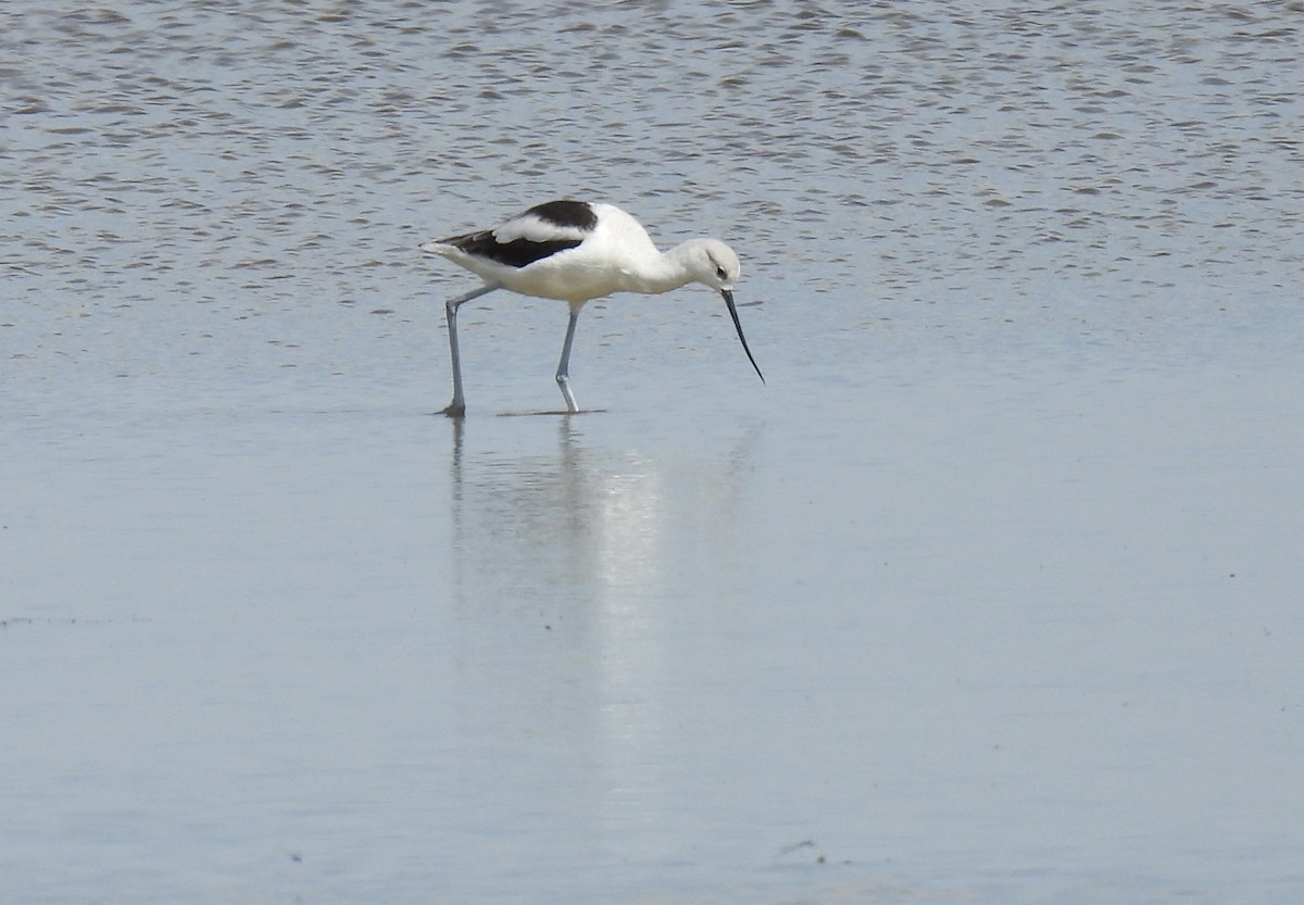 American Avocet - ML642323828