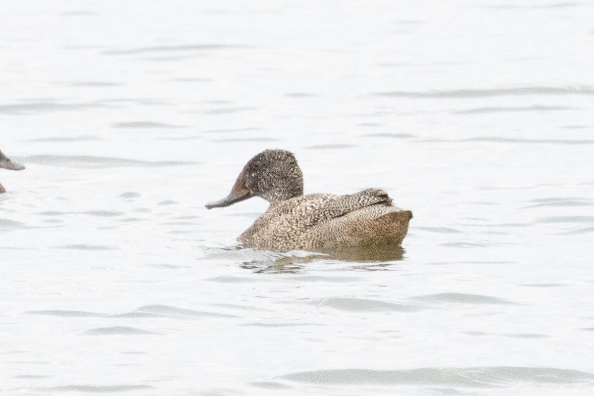 Freckled Duck - ML642323836
