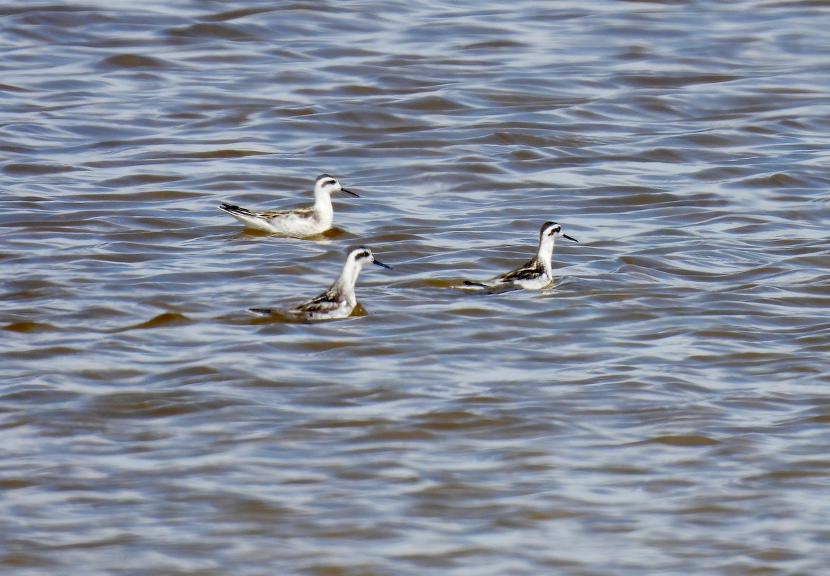 Нарийн сэлээхэй - ML642323840