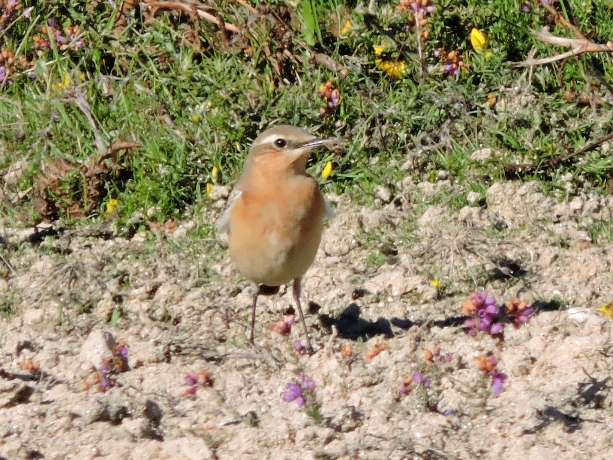 Northern Wheatear - ML642323845