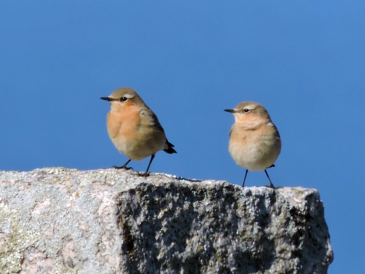 Northern Wheatear - ML642323846