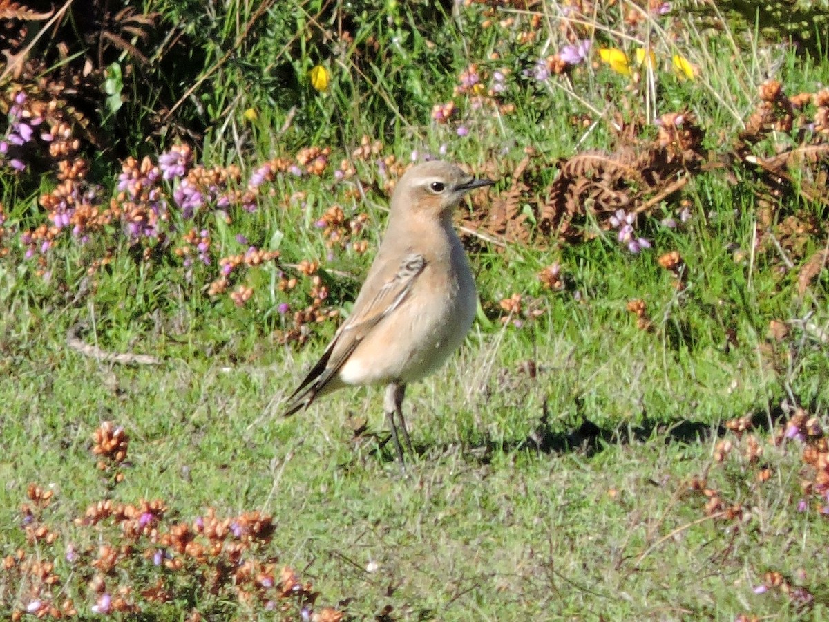 Northern Wheatear - ML642323847