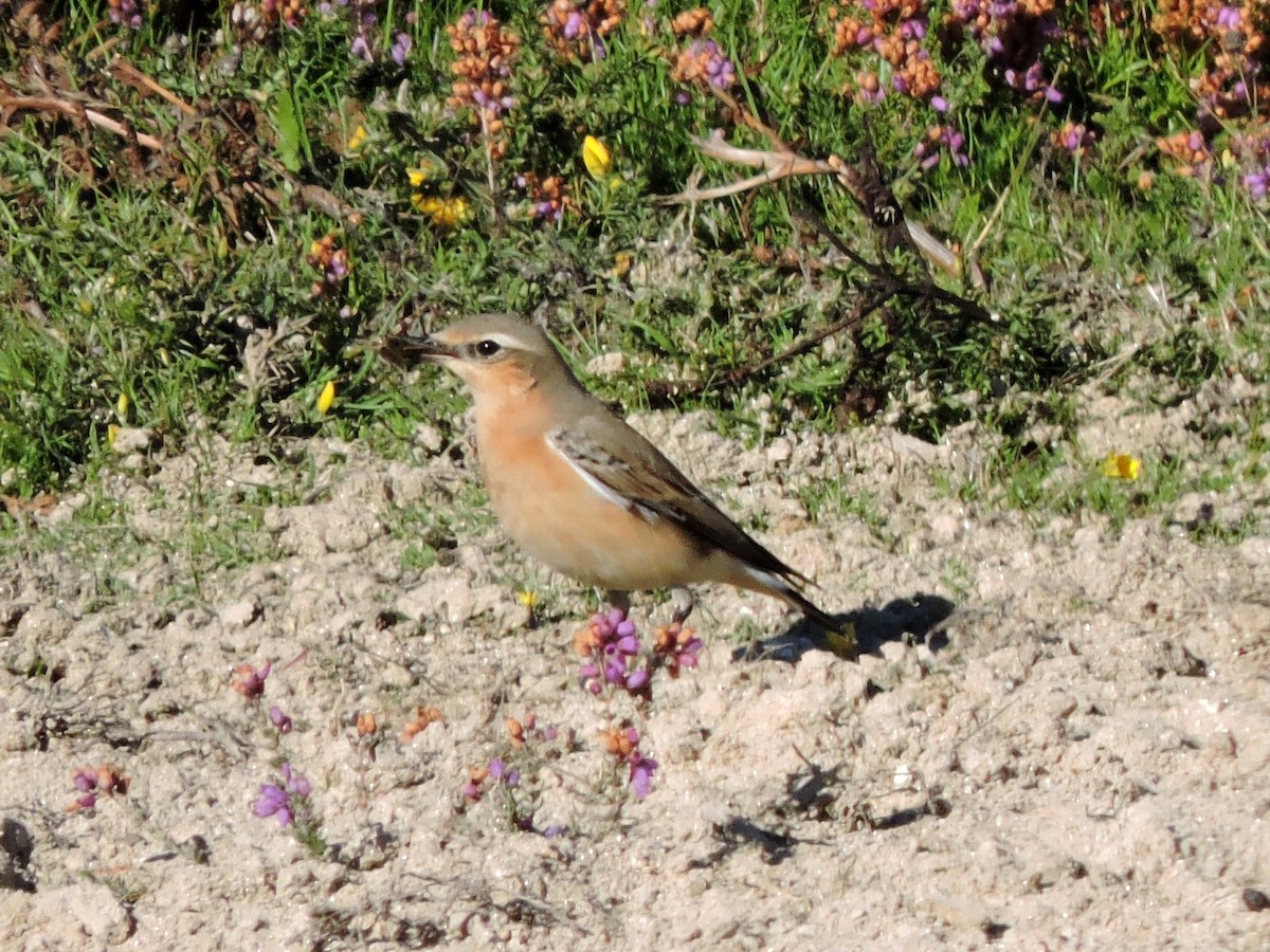 Northern Wheatear - ML642323848
