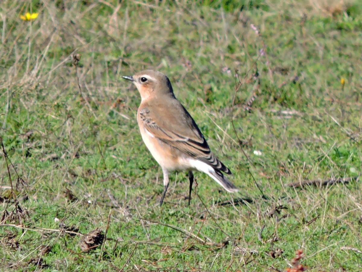 Northern Wheatear - ML642323849