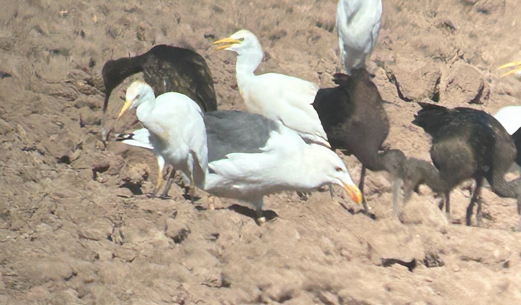 Goéland de Cortez - ML642323872