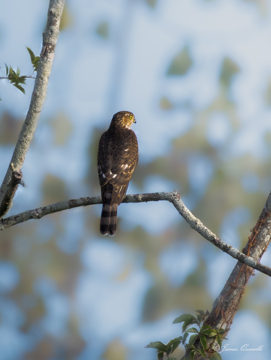 Sharp-shinned Hawk - ML642323904