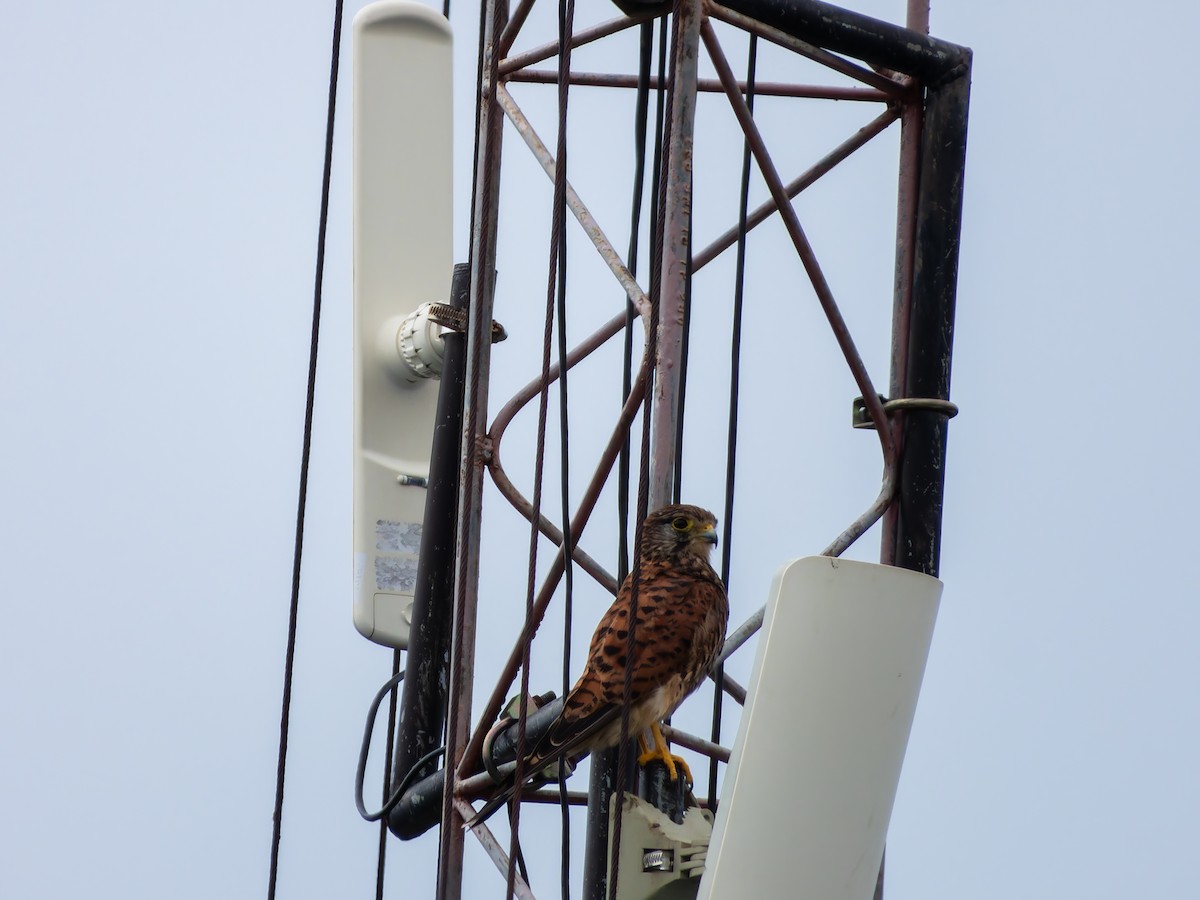 Spotted Kestrel - ML642323905