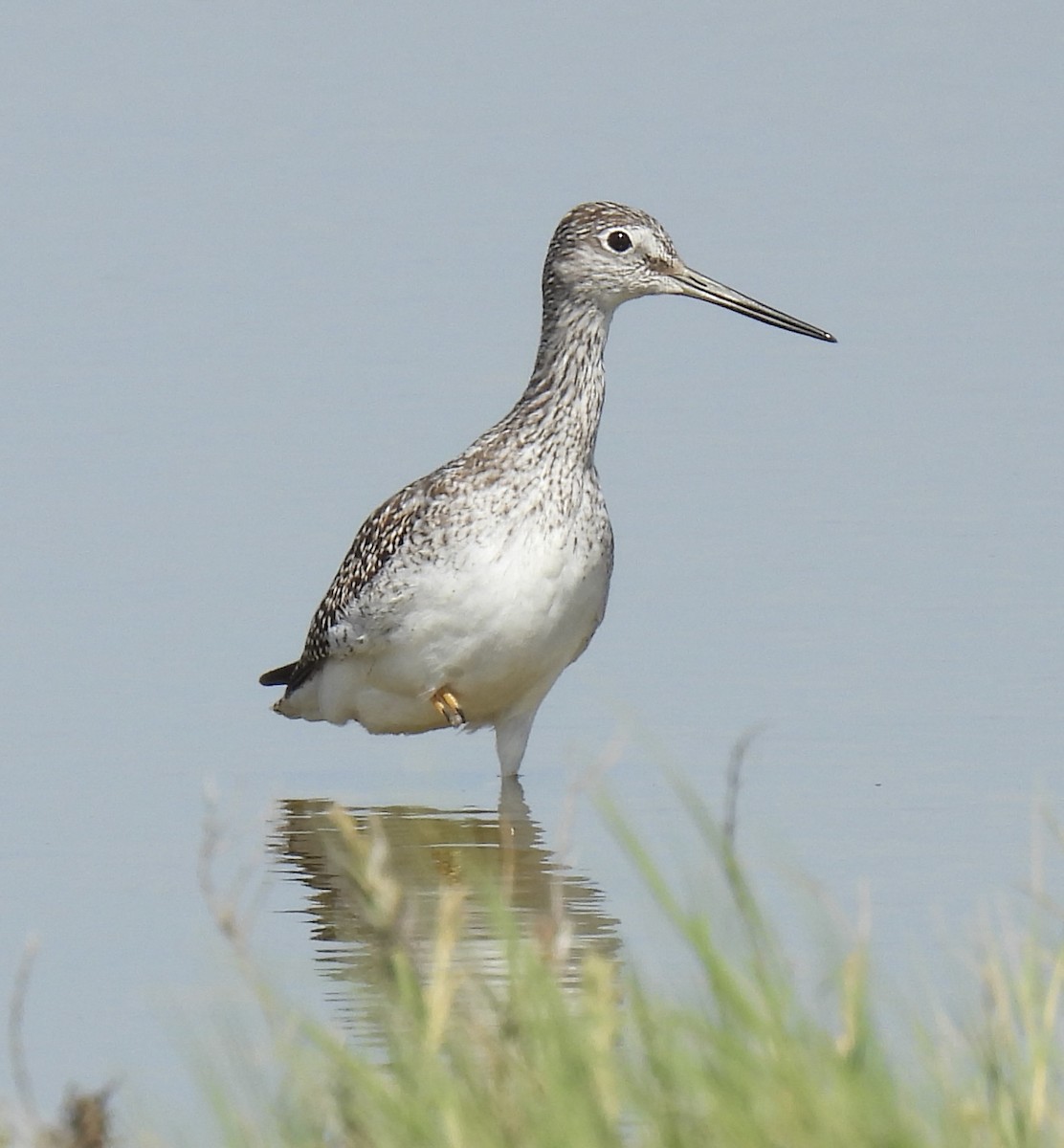 Greater Yellowlegs - ML642323917