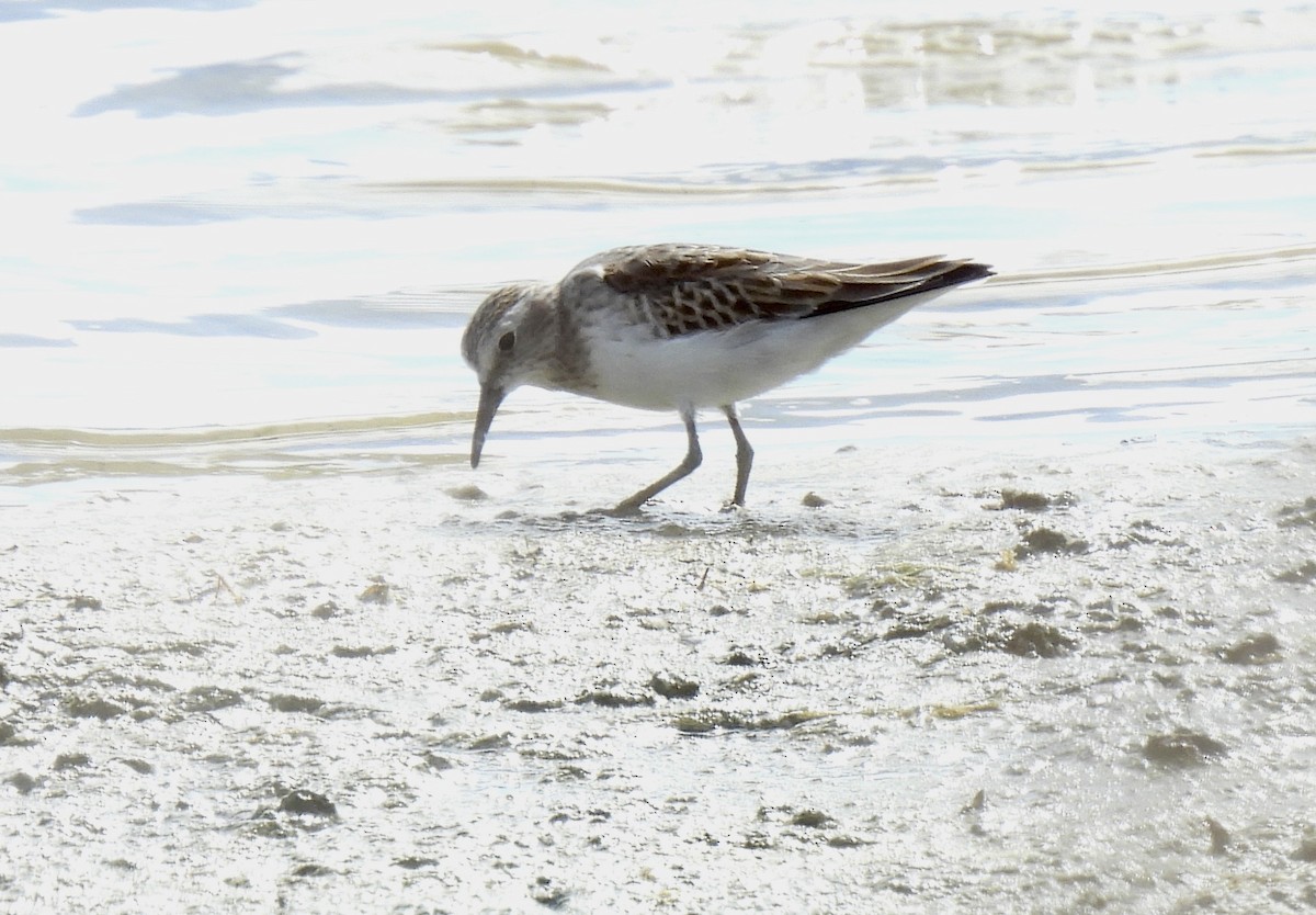 Least Sandpiper - ML642323923