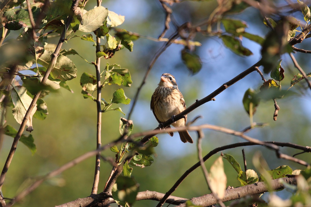 Rose-breasted Grosbeak - ML642323961