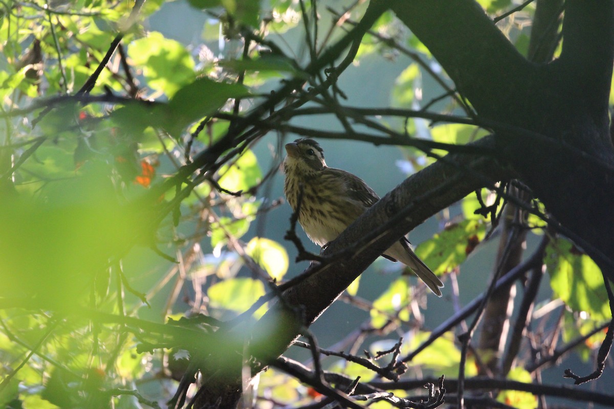 Rose-breasted Grosbeak - ML642323962