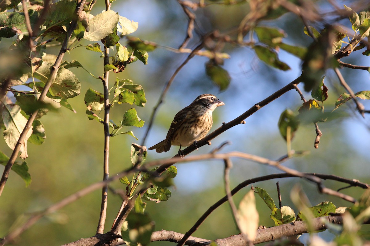 Rose-breasted Grosbeak - ML642323963