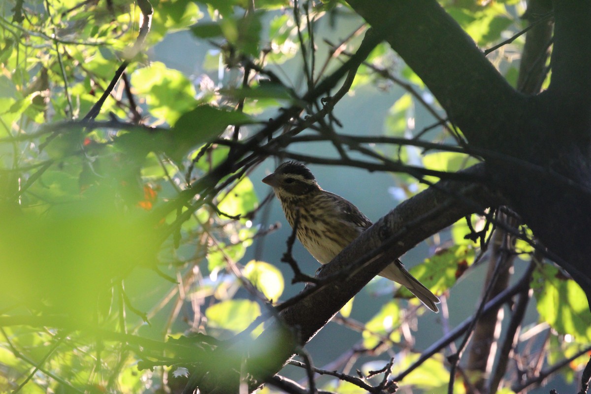 Rose-breasted Grosbeak - ML642323964