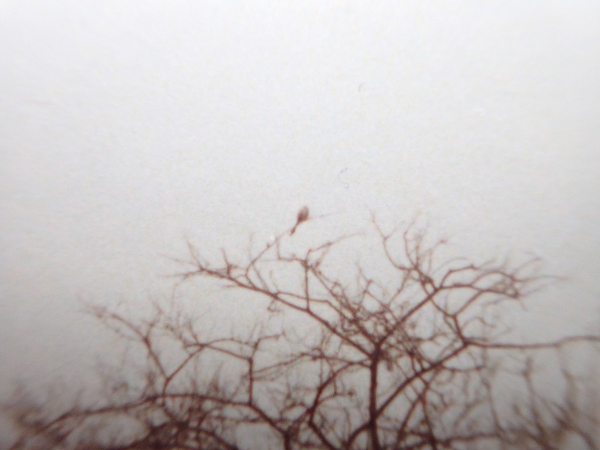 Scissor-tailed Flycatcher - ML642323968
