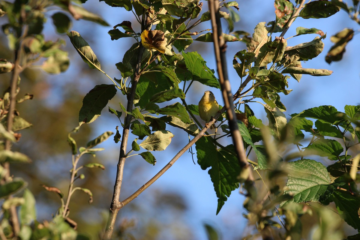 Nashville Warbler - ML642323976