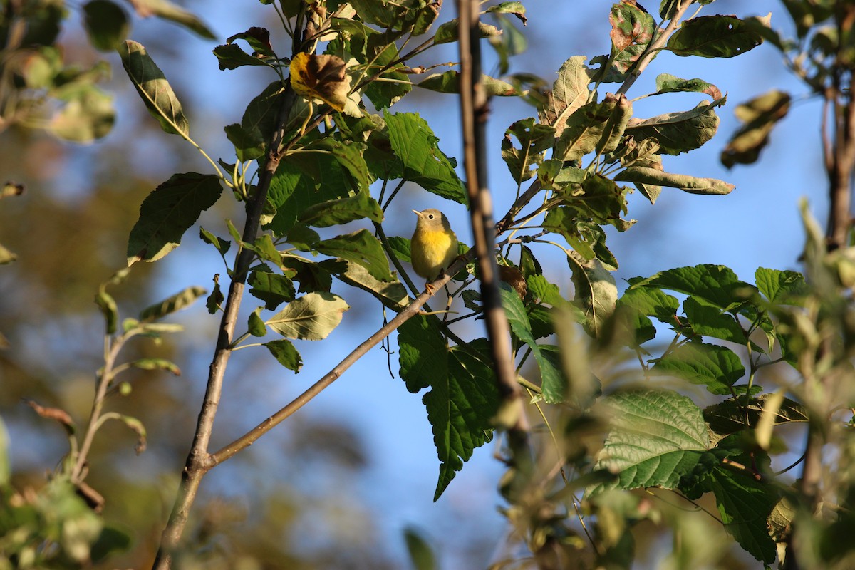 Nashville Warbler - ML642323977