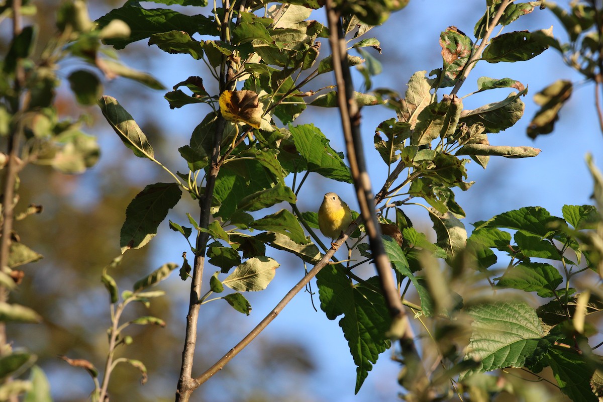 Nashville Warbler - ML642323978