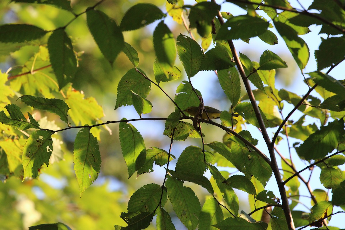 Wilson's Warbler - ML642323998