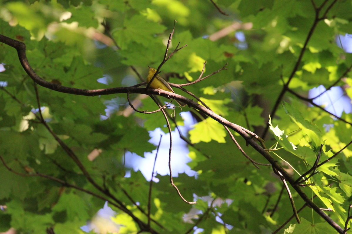Wilson's Warbler - ML642323999