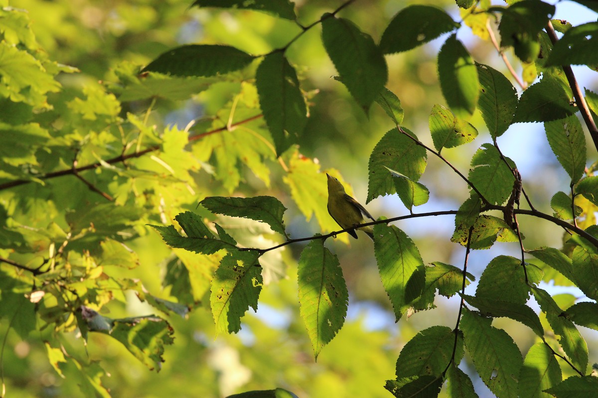 Wilson's Warbler - ML642324000