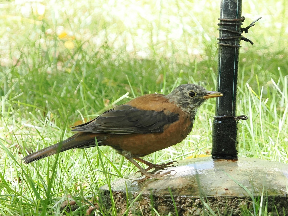 Chestnut Thrush - ML642324002