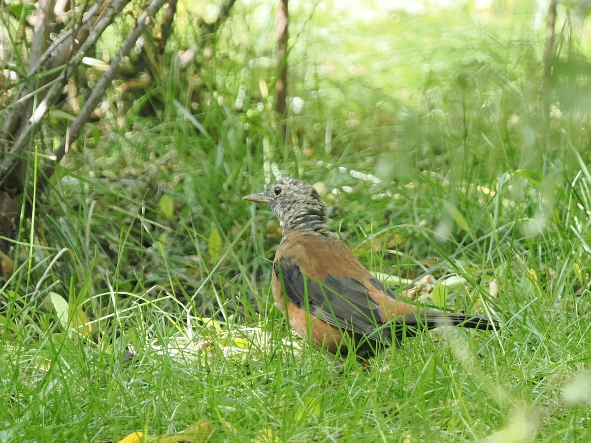 Chestnut Thrush - ML642324003
