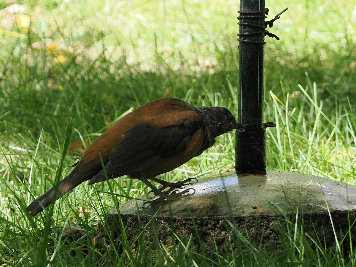 Chestnut Thrush - ML642324004