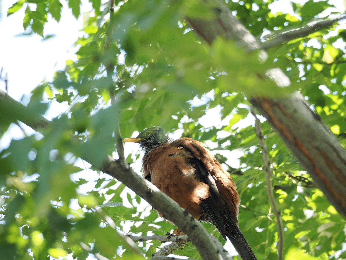 Chestnut Thrush - ML642324006