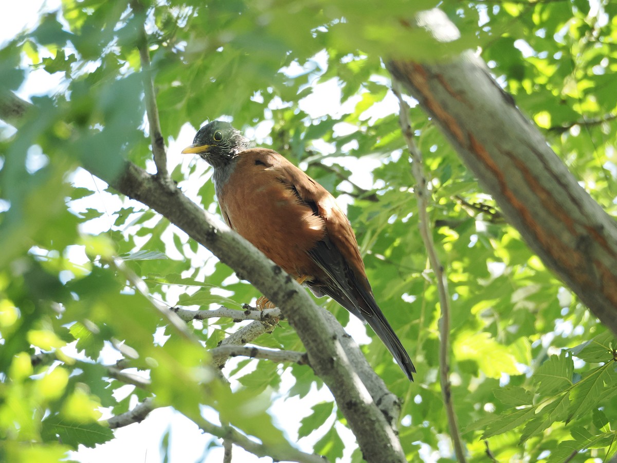 Chestnut Thrush - ML642324007