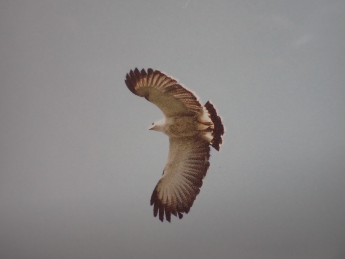 Gray-backed Hawk - ML642324009