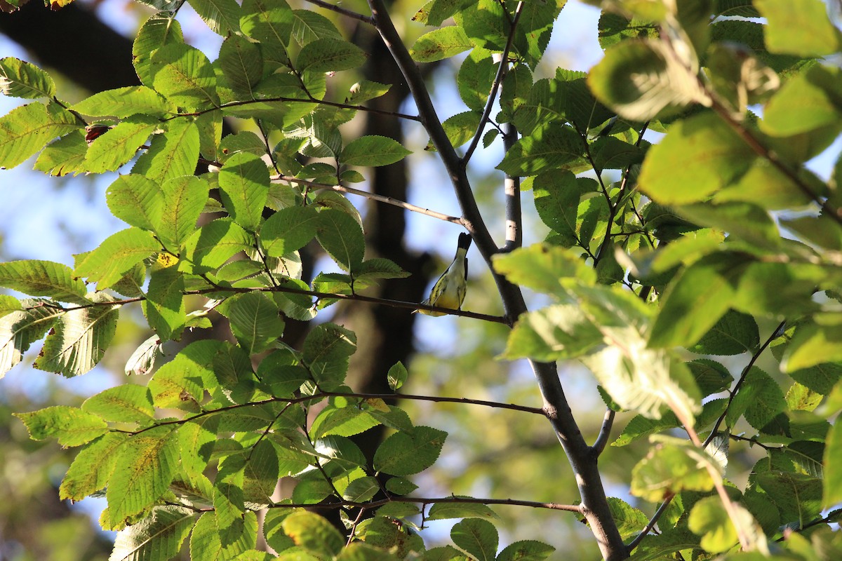 Magnolia Warbler - ML642324015