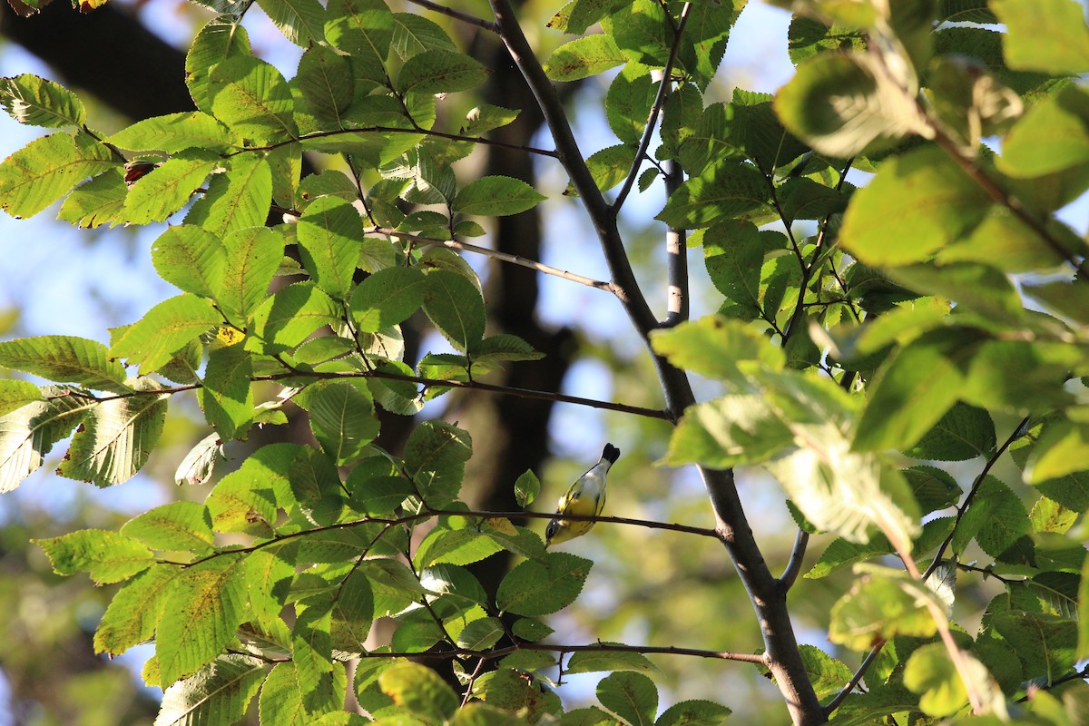 Magnolia Warbler - ML642324017
