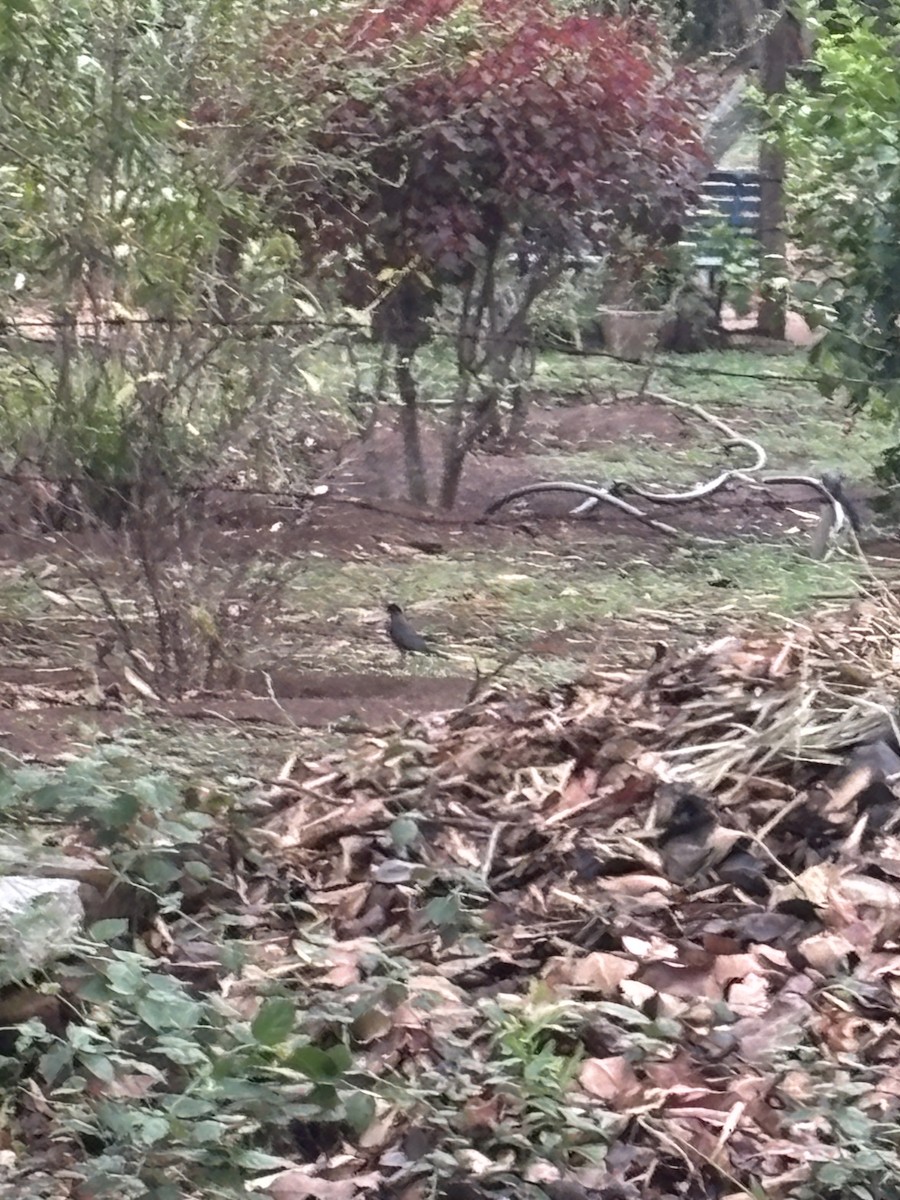 Indian Blackbird - ML642324034