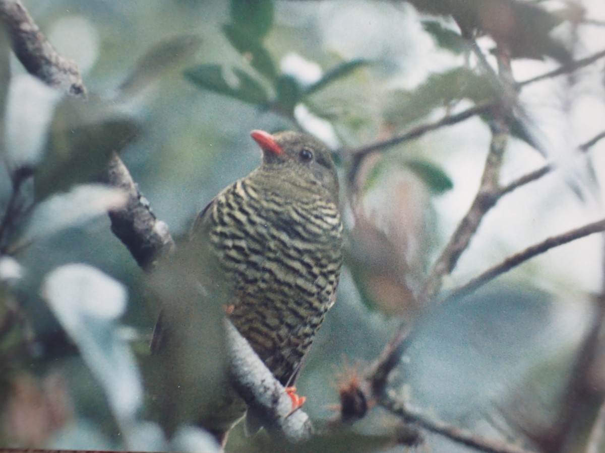 Barred Fruiteater - ML642324044