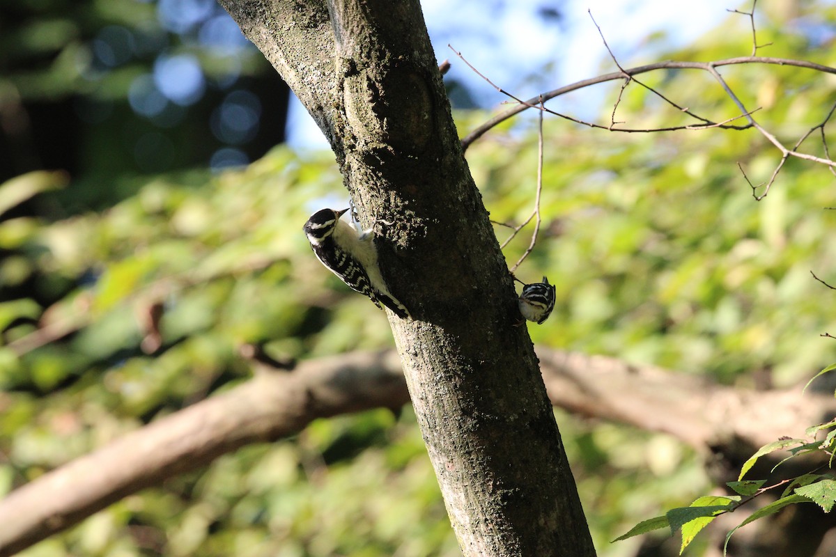 Black-and-white Warbler - ML642324048
