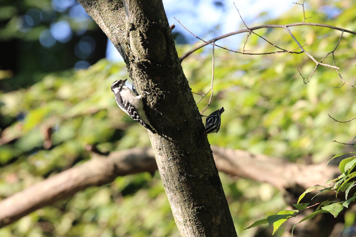 Black-and-white Warbler - ML642324049