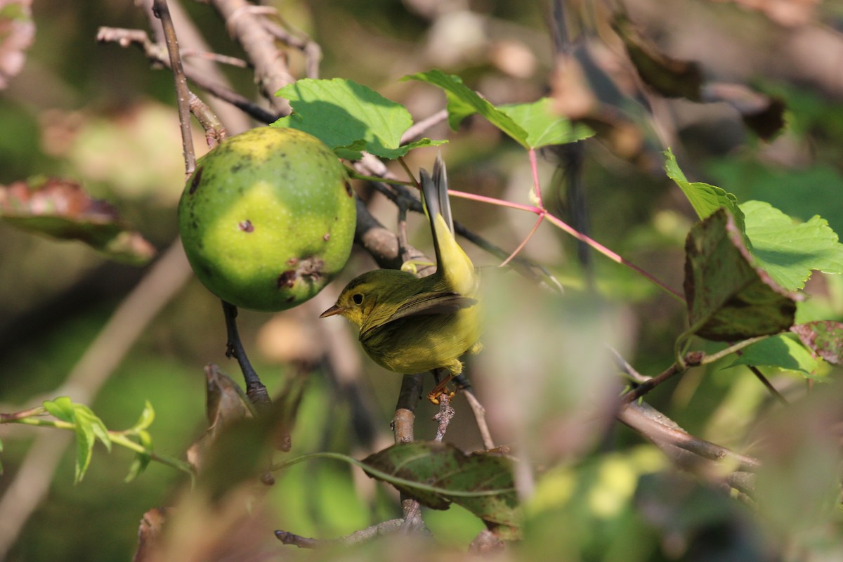 Wilson's Warbler - ML642324061