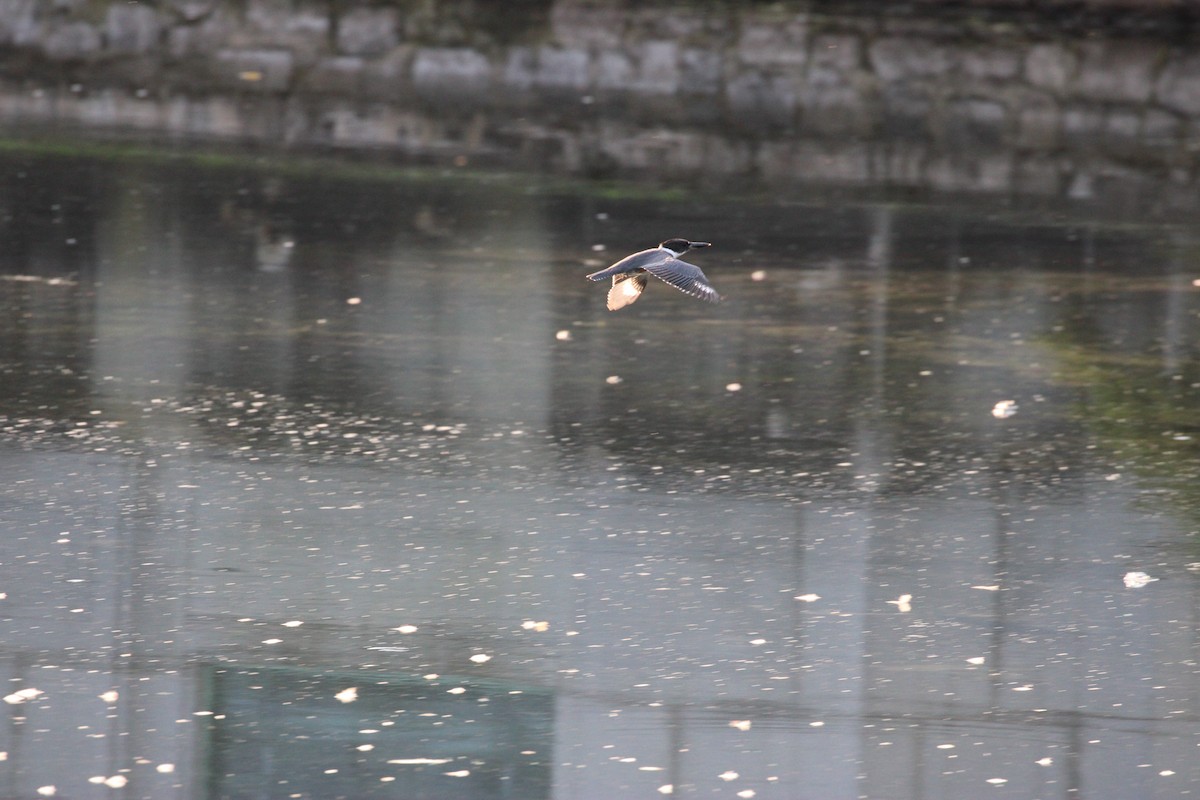 Belted Kingfisher - ML642324076