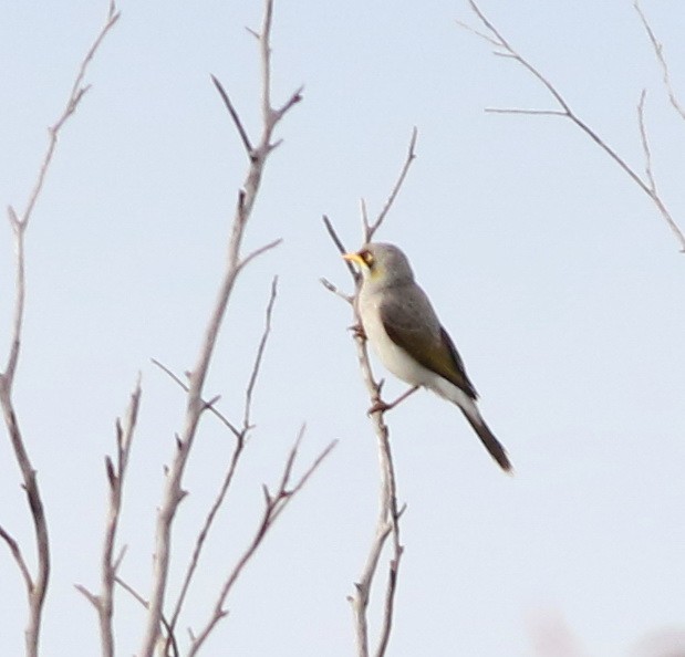 Yellow-throated Miner - ML642324077