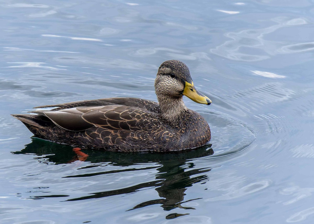 American Black Duck - ML642324118