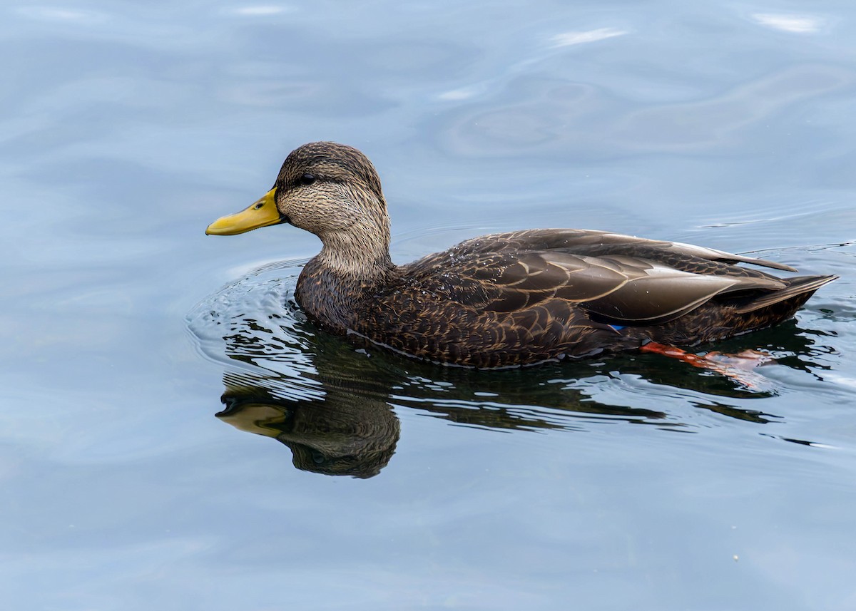 American Black Duck - ML642324119