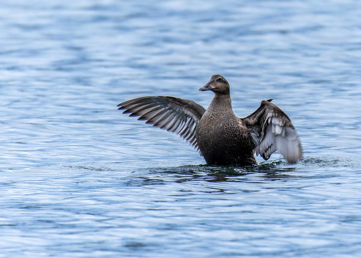 Common Eider - ML642324132