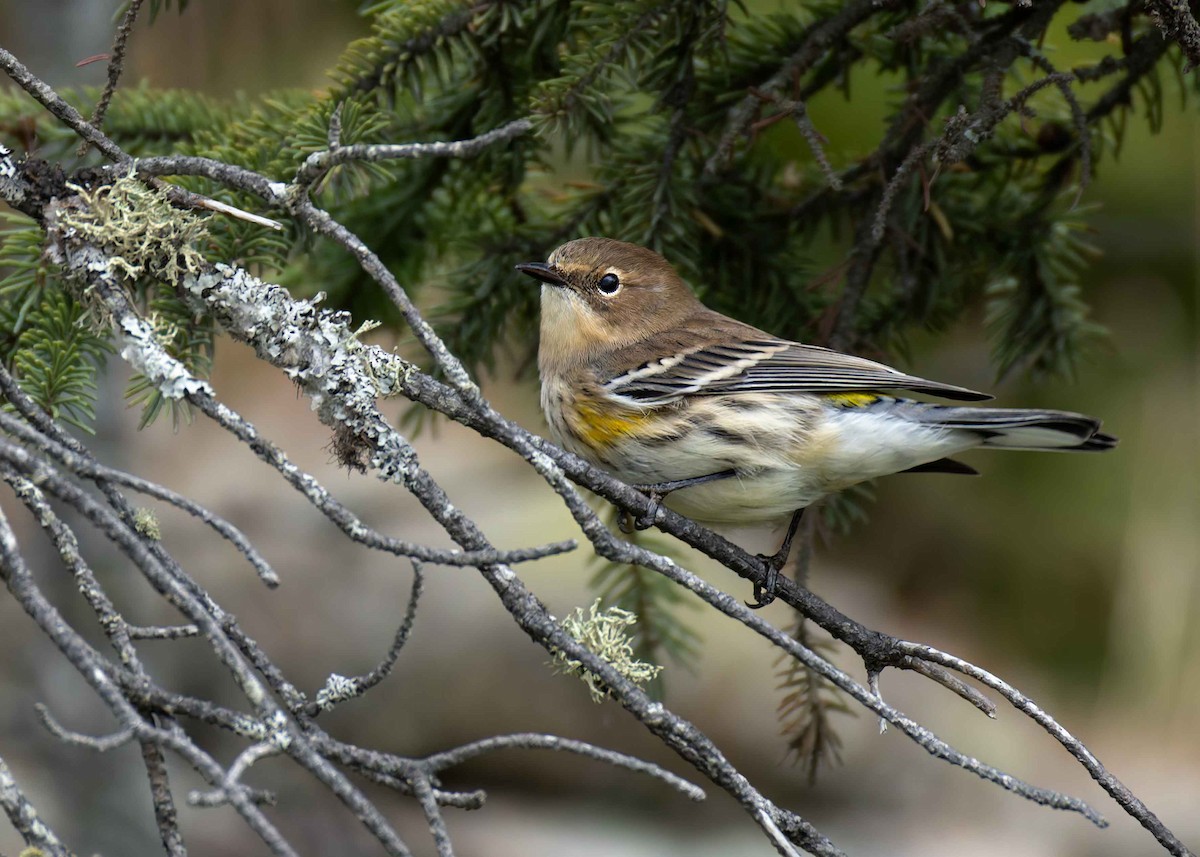 Yellow-rumped Warbler - ML642324155