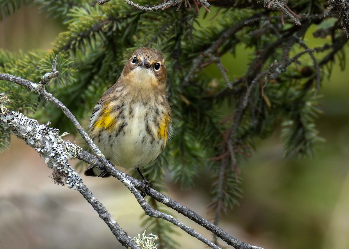 Yellow-rumped Warbler - ML642324156