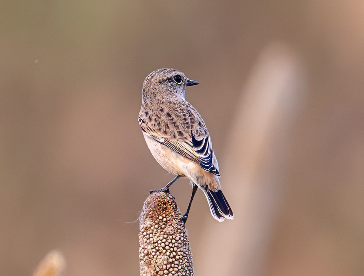 Siberian Stonechat - ML642324192