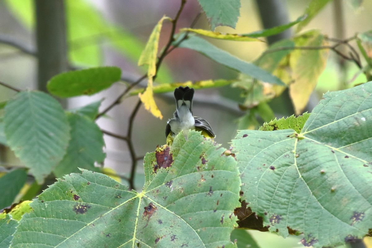 Reinita de Magnolia - ML642324207