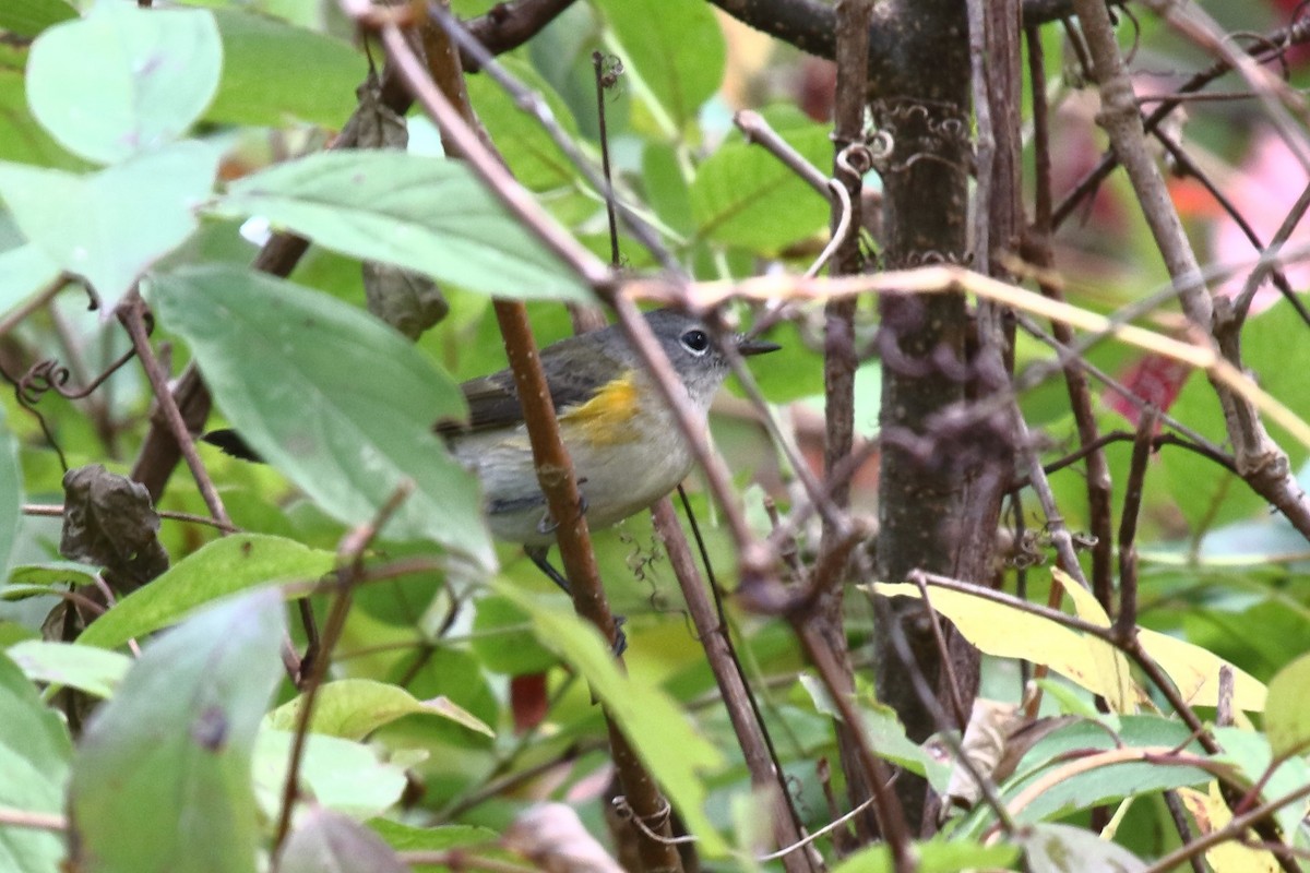 Candelita Norteña - ML642324218