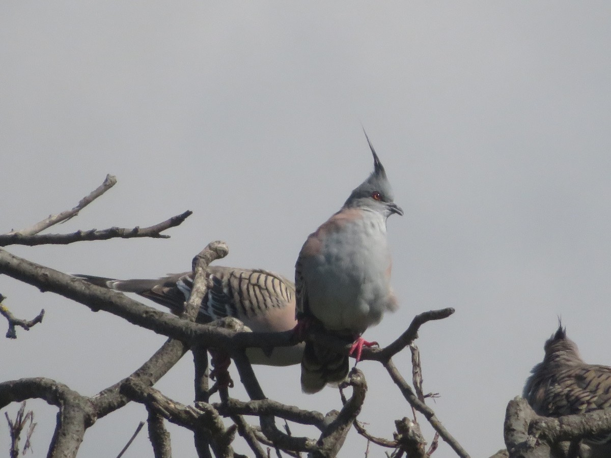 Crested Pigeon - ML642324241