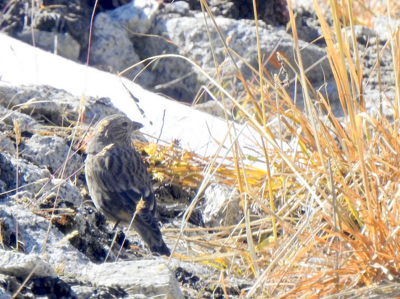 Red-fronted Rosefinch - ML642324273